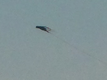 Ufo boven Rotterdam
